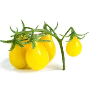 Tomates cerises poire jaune