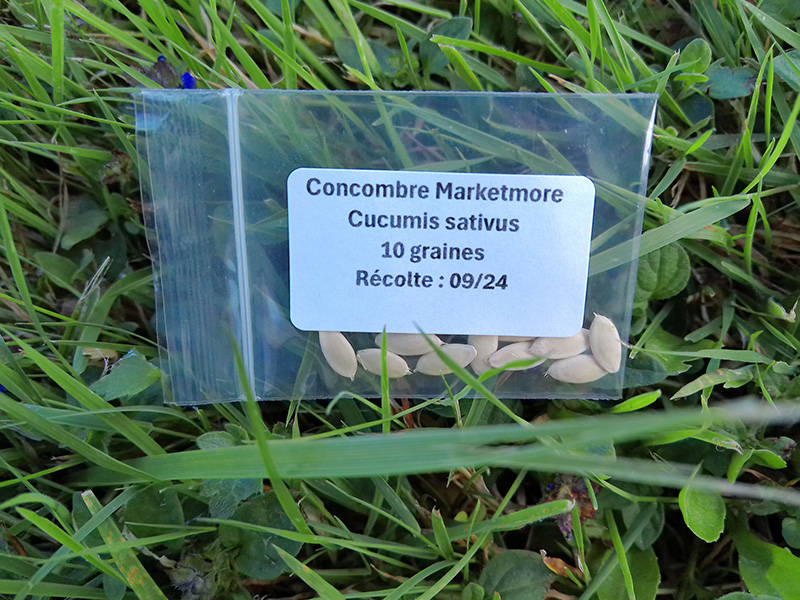 Sachet de graines de concombres
