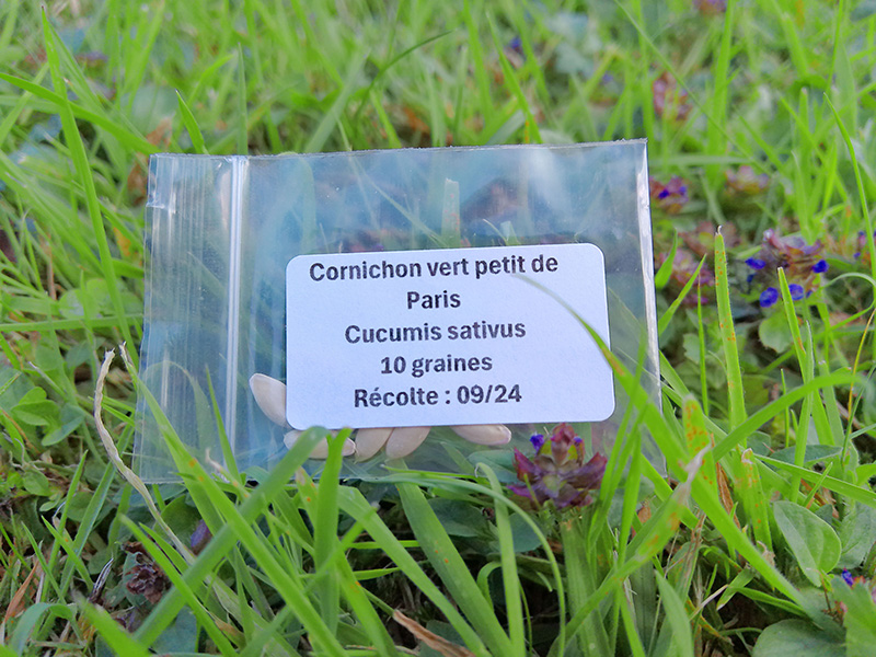 Sachet de graines de cornichons