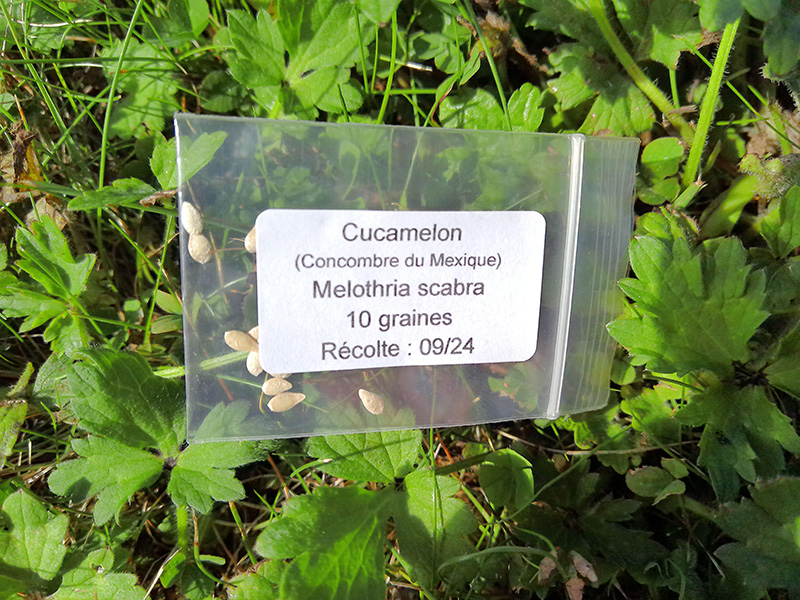 Sachet de graines de cucamelons