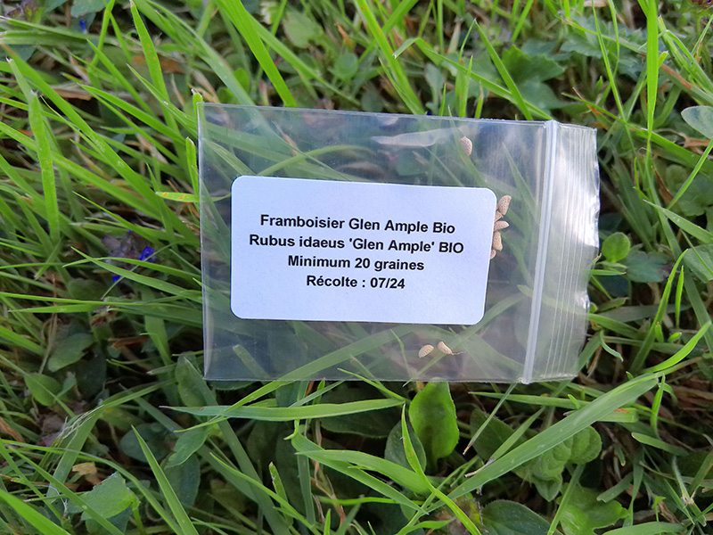 Sachet de graines de framboisiers