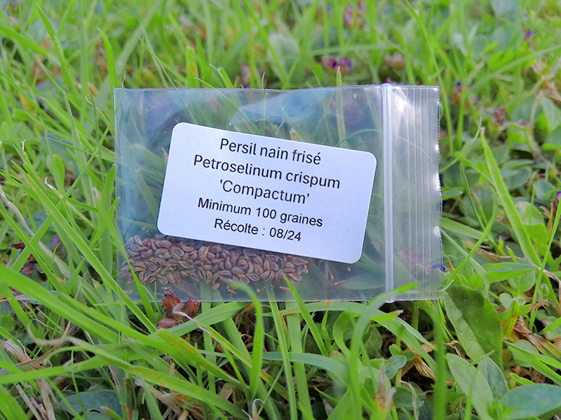Sachet de graines de persil