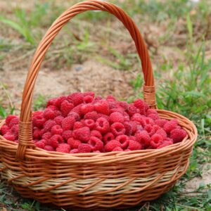 Panier de framboises